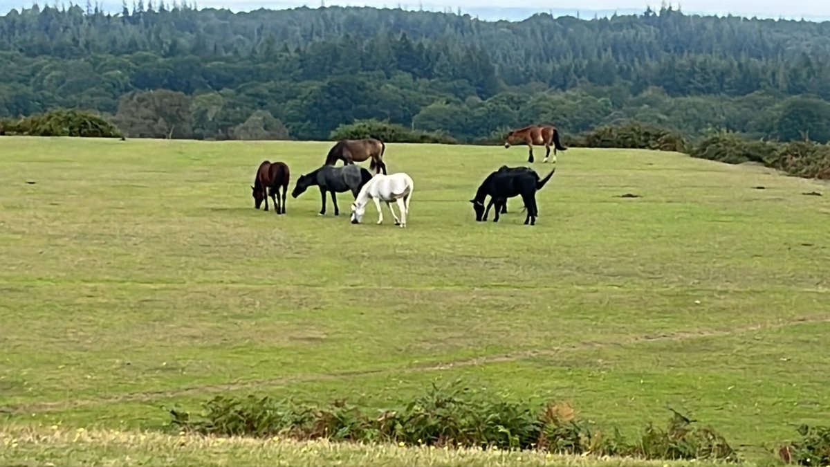 A huge thanks to <a href="/EllinghamCC/">Ellingham CC🏏</a> for hosting us this weekend. A great game of cricket against a welcoming and generous host in stunning surroundings. #CricketTwitter
