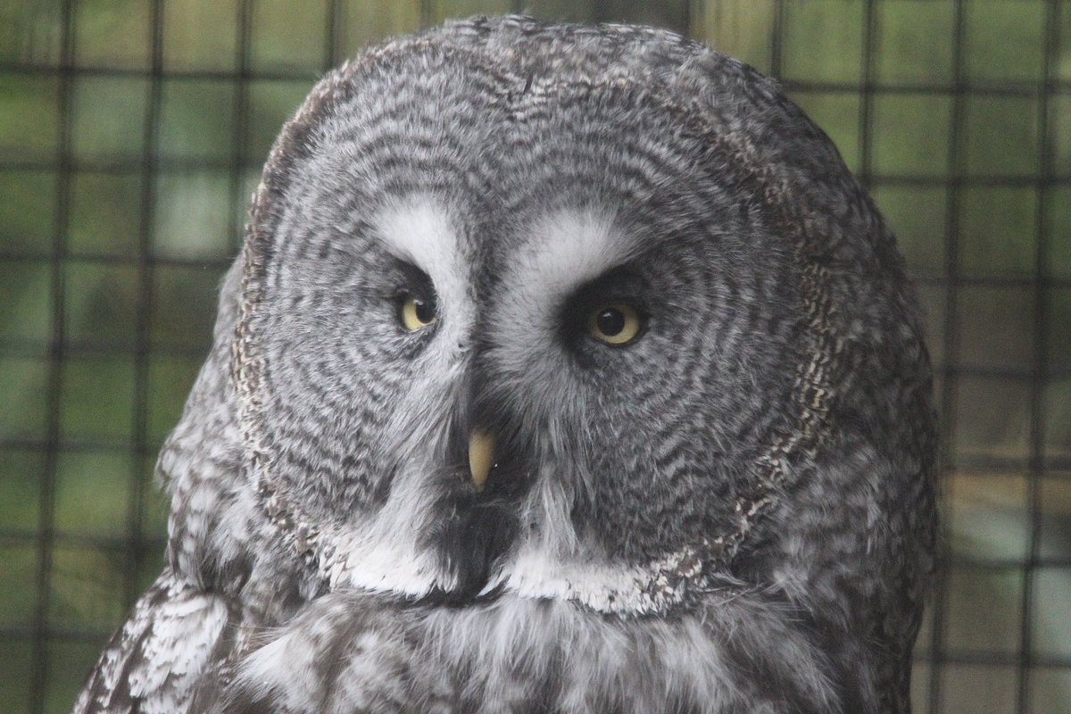 aip_photographs's tweet photo. Some of my favourite photos from @LothertonHall today 📸🦚🦉🍁
https://t.co/XWi5og1U7R
•
#lothertonhall #wildlife #photography #photographer #wildlifeworld #captivity #captivebirds #trending https://t.co/viKl24zC3M