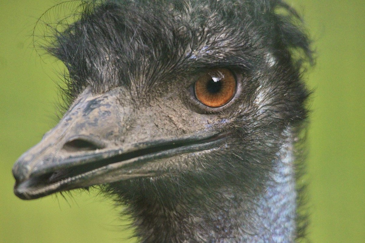 aip_photographs's tweet photo. Some of my favourite photos from @LothertonHall today 📸🦚🦉🍁
https://t.co/XWi5og1U7R
•
#lothertonhall #wildlife #photography #photographer #wildlifeworld #captivity #captivebirds #trending https://t.co/viKl24zC3M