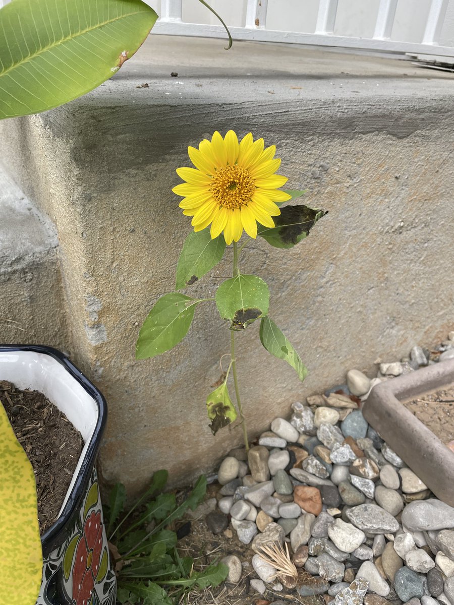 One of our neighbors planted this beauty and it bloomed on this beautiful rainy overcast day! 
#SundayYellow
