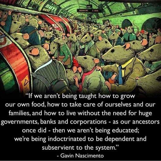 Freedom is the greatest fruit of self sufficiency.

#Homegrown
#GrowYourOwn
#GardenToTable
#FarmToTable
#SustainableLiving
#FoodSelfSufficiency
#GardenFresh
#EdibleGarden
#GrowFoodNotLawns
#HarvestTime
#OrganicGardening
#UrbanGardening
#EatWhatYouGrow
#BackyardBounty
#GardenLife