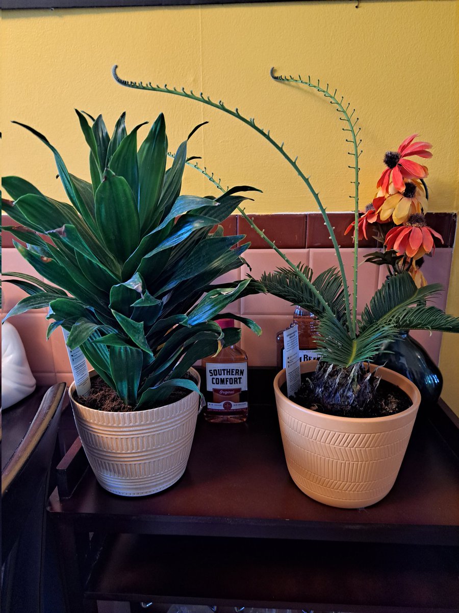 3earrings's tweet image. Newest additions to the plant family. #MajestyPalm #SagoPalm