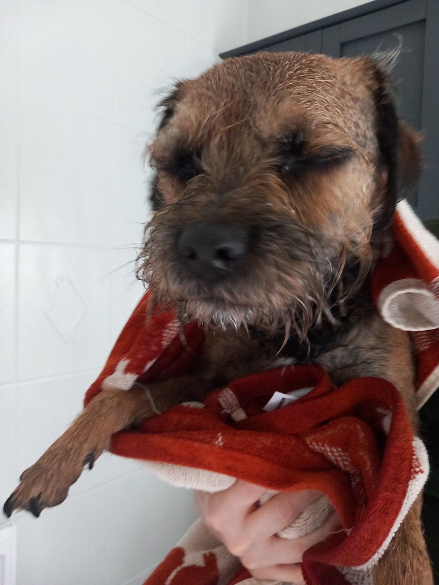 Kobe Border Terrier tweet media