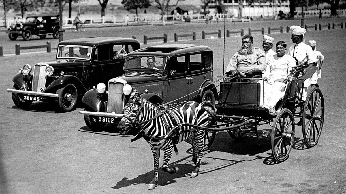 Sometime in 1930, a wealthy family living in Calcutta (now Kolkata) decided that using a horse to pull its carriage would be too conventional. So it got a zebra instead #OldKolkata #HistoryOfKolkata