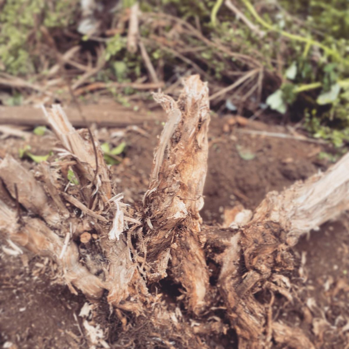 Offering gratitude to these gnarled &amp; knotty roots &amp; stumps &amp; the lessons they gave me today on persistence, taking a different tack &amp; remembering just how much I missed messing about in the muck. Working the soil is soul food for sure #slowlyslowly