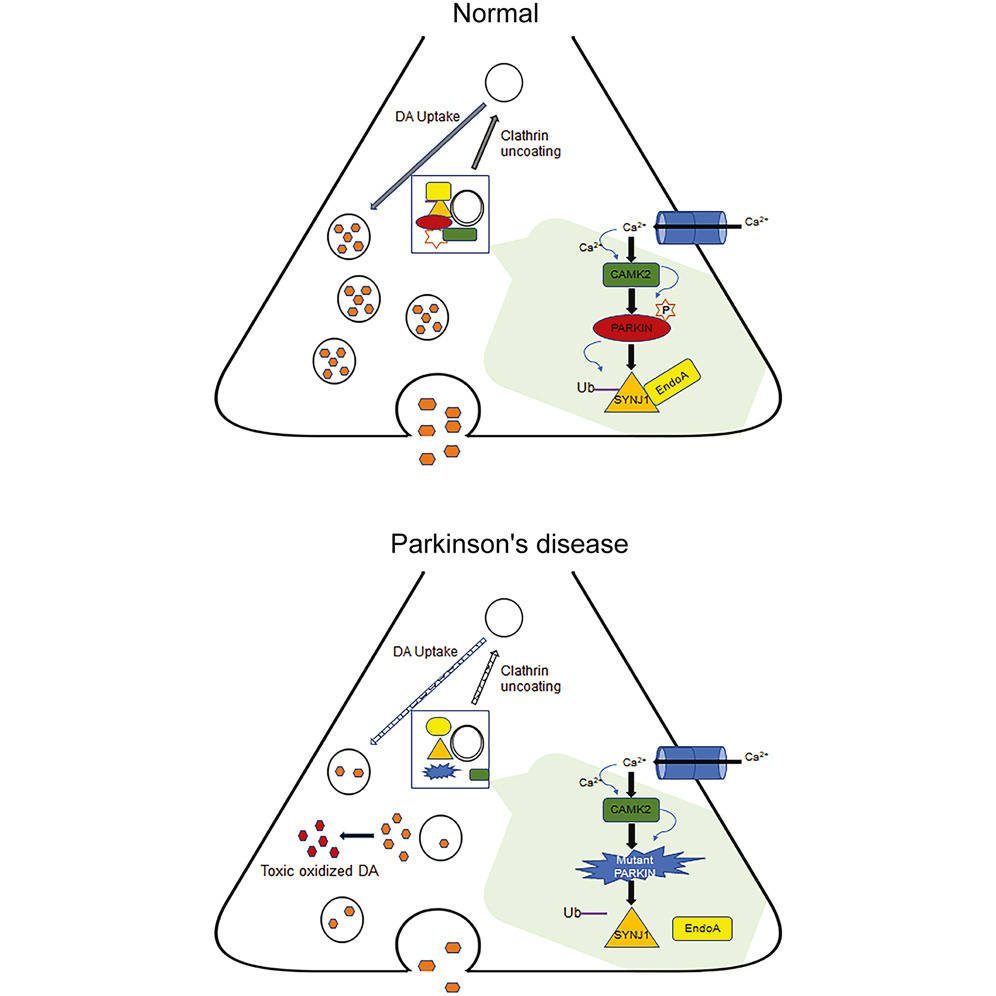 The Science of Parkinson's tweet media