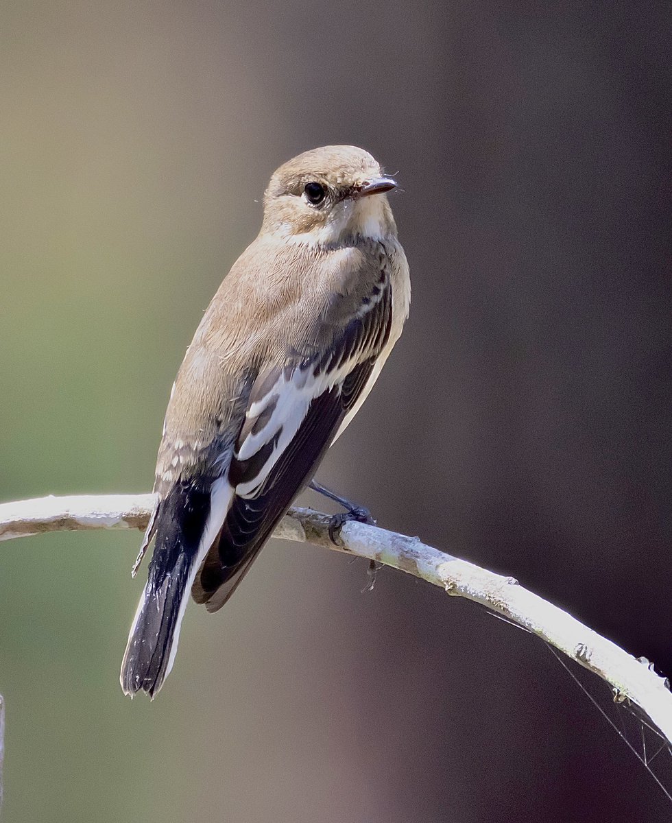 Pied flycatcher, Ria Formosa, Portugal.
#birdphotography #BirdsOfTwitter #birds #BirdsSeenIn2023 #TwitterNatureCommunity 
#NaturePhotography #birds #wildlifephotography