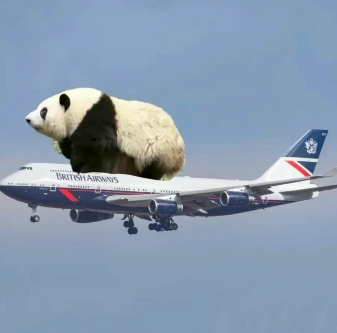 GiantPanda90388's tweet photo. Huahua is flying~
#Hehua #Huahua #Panda #和花 #花花 #熊猫 https://t.co/0QmtYqm7R1