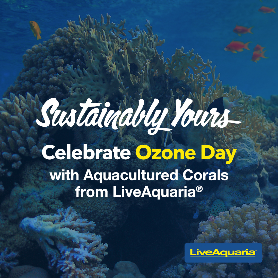 LiveAquaria's tweet image. Celebrate Ozone Day with us as we champion sustainable choices for your aquarium. Explore our stunning collection of aquacultured corals today, and let's make a positive impact together! bit.ly/463H6hj

#OzoneDay #Sustainability #AquaticConservation #EcoFriendly