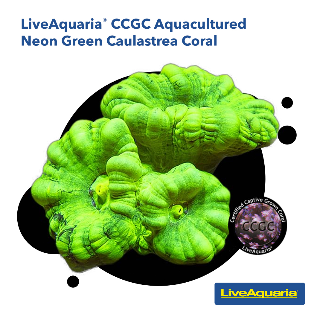 LiveAquaria's tweet image. Celebrate Ozone Day with us as we champion sustainable choices for your aquarium. Explore our stunning collection of aquacultured corals today, and let's make a positive impact together! bit.ly/463H6hj

#OzoneDay #Sustainability #AquaticConservation #EcoFriendly
