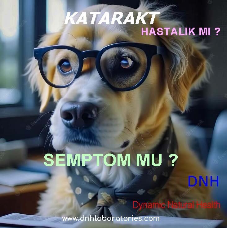 DnhSystem's tweet image. 