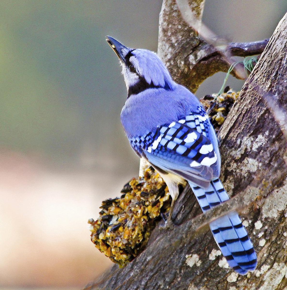 bird/h tweet media