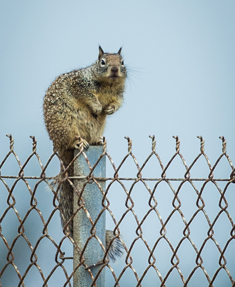 Did you know that ground squirrels have adapted special behaviors to fend off rattlesnakes? A 2008 study found that female ground squirrels will chew up rattlesnake sheds and spread the scent across their bodies as a form of predator defense. 📷: Jim Akers