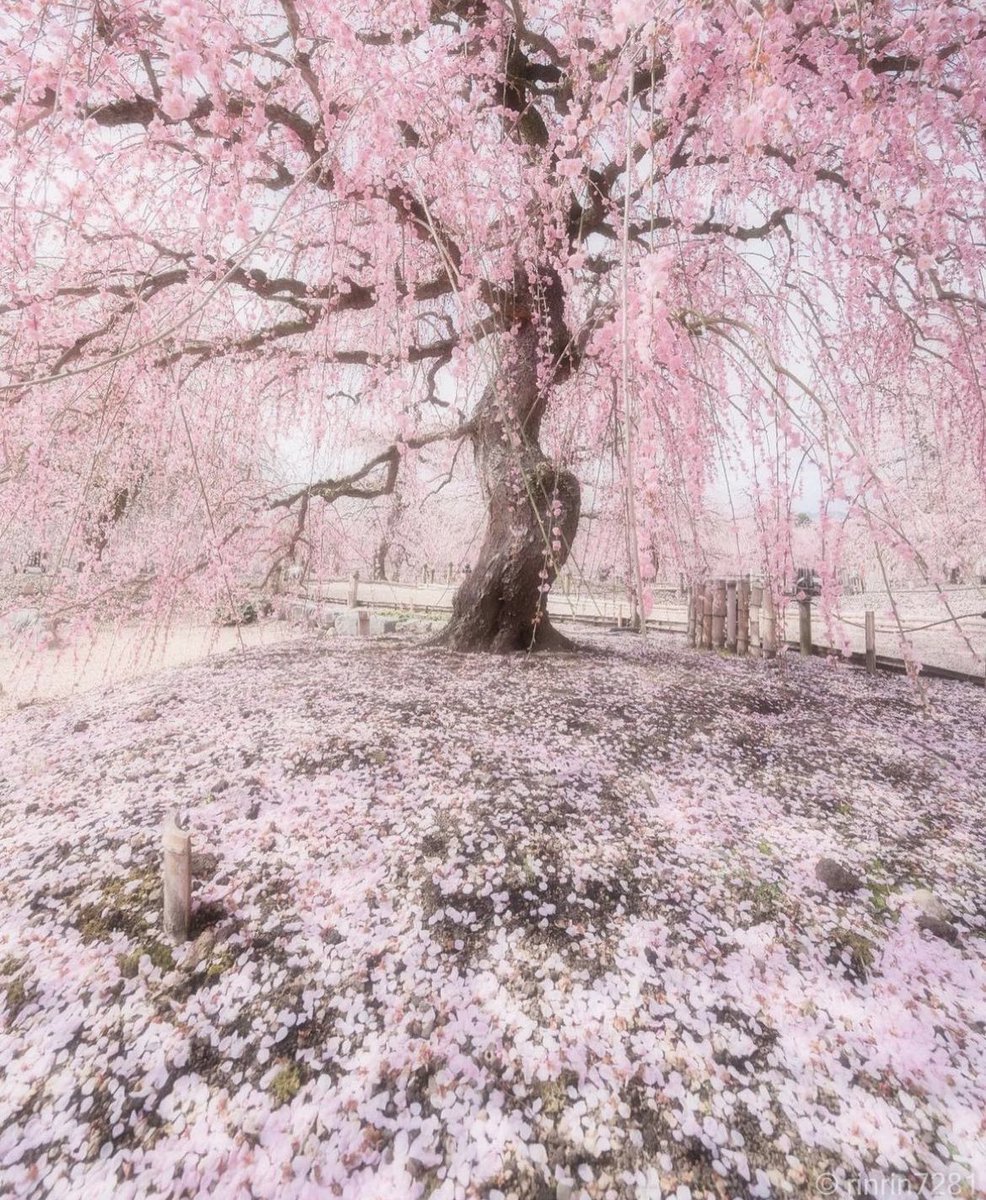 japaxnn's tweet photo. Pink vibes 🌸 https://t.co/uNMxezJFJD