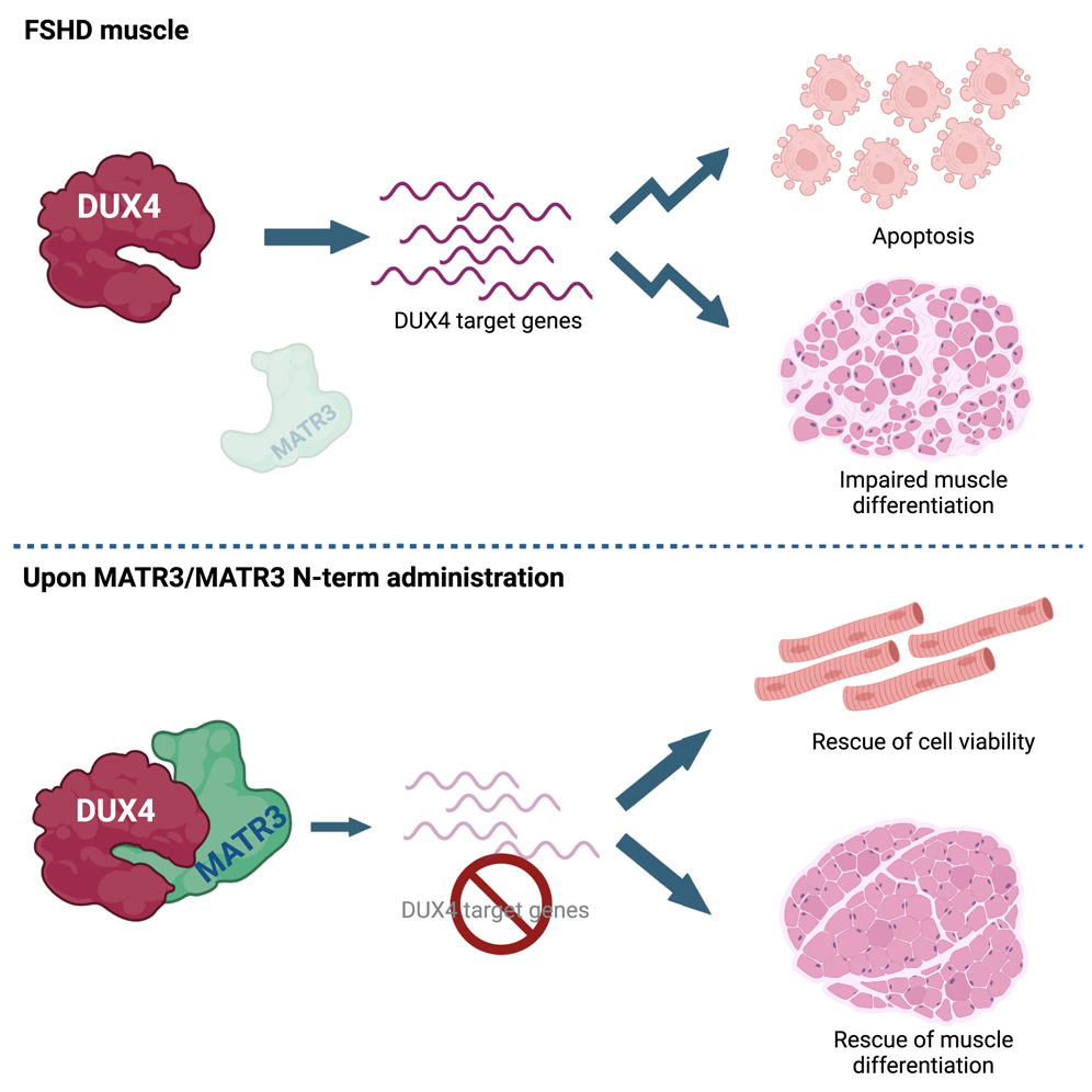 #FSHD displays overlapping manifestations with the neurodegenerative disease ALS. 

Scientists identified Matrin 3, whose mutation causes ALS and dominant distal #myopathy, as a cellular factor controlling DUX4 expression and activity.

@CellReports | 📘 bit.ly/3EGSDaA