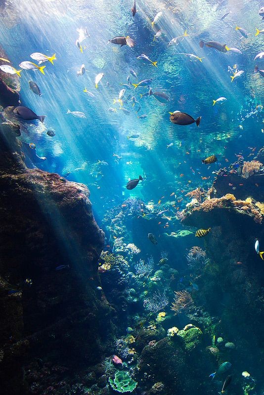 marinecuties's tweet photo. Beauty of the deep 🪼 https://t.co/N8EcE26VGu