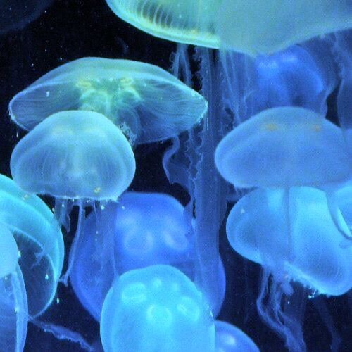 marinecuties's tweet photo. Beauty of the deep 🪼 https://t.co/N8EcE26VGu