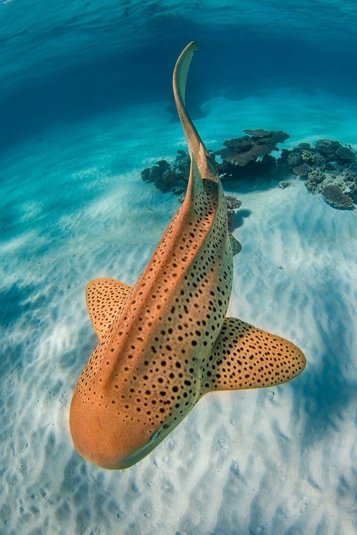 marinecuties's tweet photo. Beauty of the deep 🪼 https://t.co/N8EcE26VGu