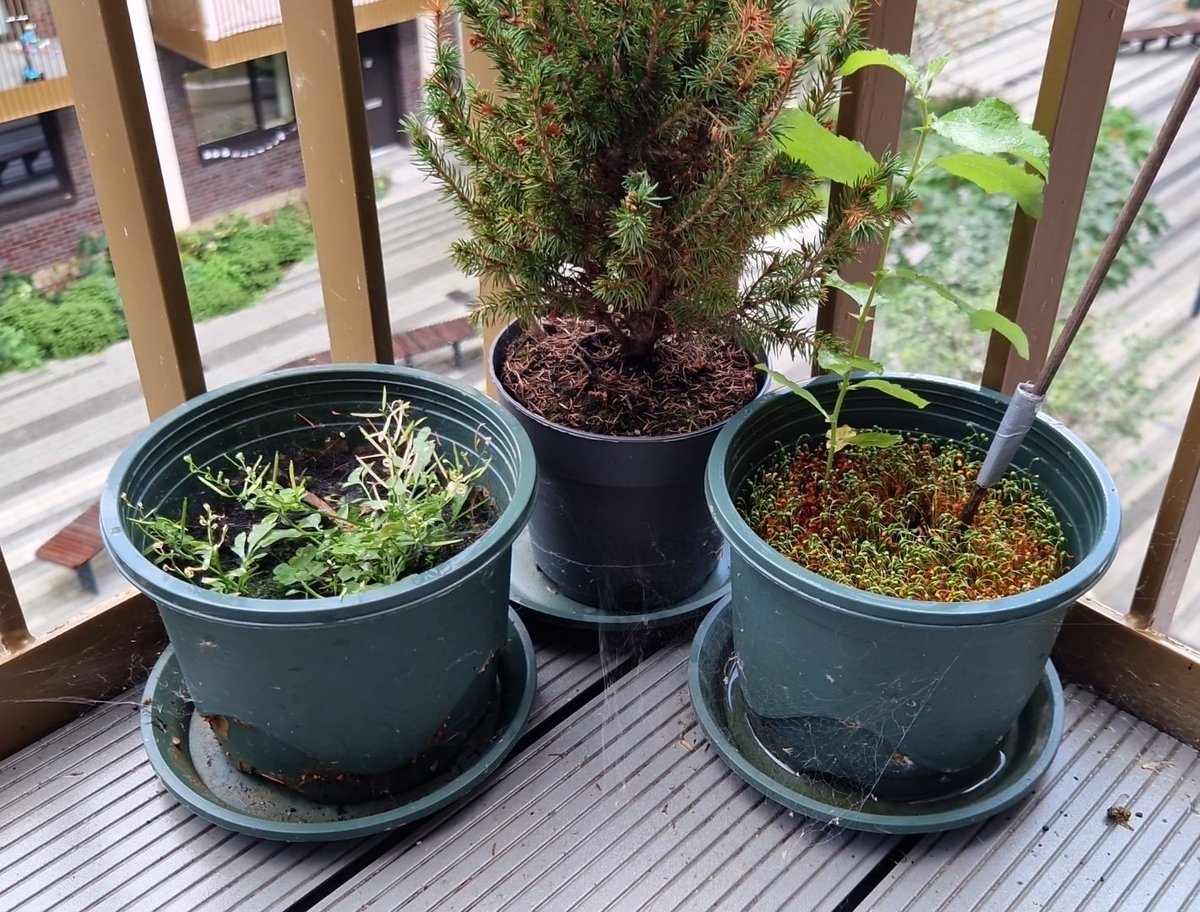 Are there more people like me who grow "plants" by just watering an empty pot until something, anything starts growing there?

(The conifer tree was salvaged from the bin store, it didn't grow out of an empty pot. I mean, not under my supervision.)