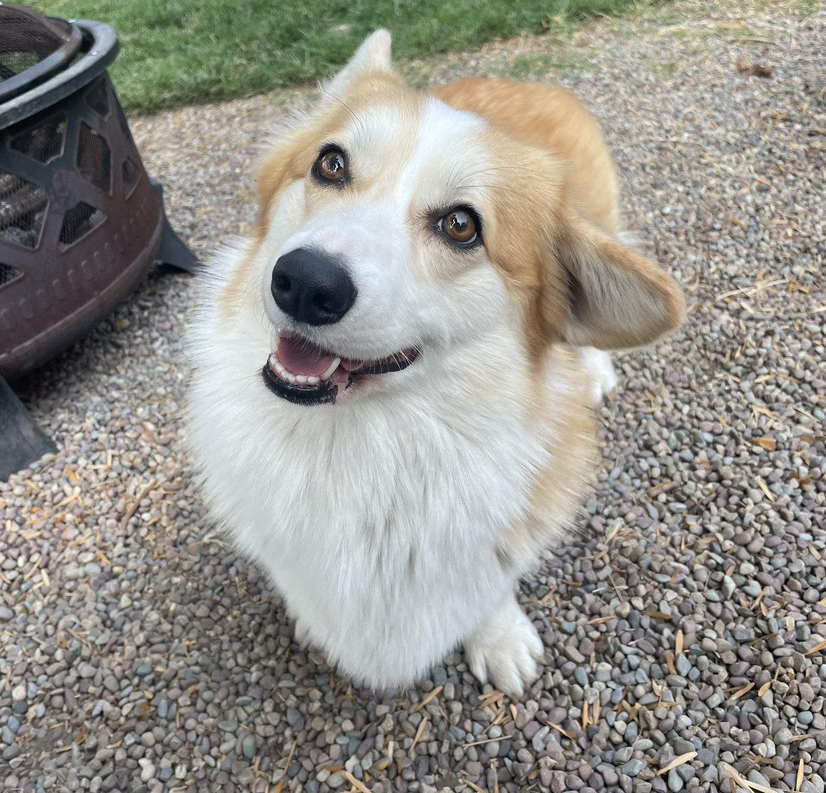 Can we start the weekend over again. 

I don’t want this weekend to end. 

#CorgiCrew