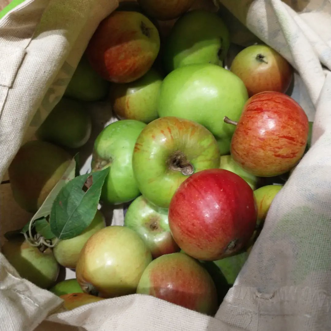 SallyRoydhouse's tweet image. I scrumped some wonderful, mixed varieties of English apples the other day and the kitchen is currently filled with the aroma of apple chutney bubbling away 🍏🍎😃 #seasonalproduce #foodforfree
