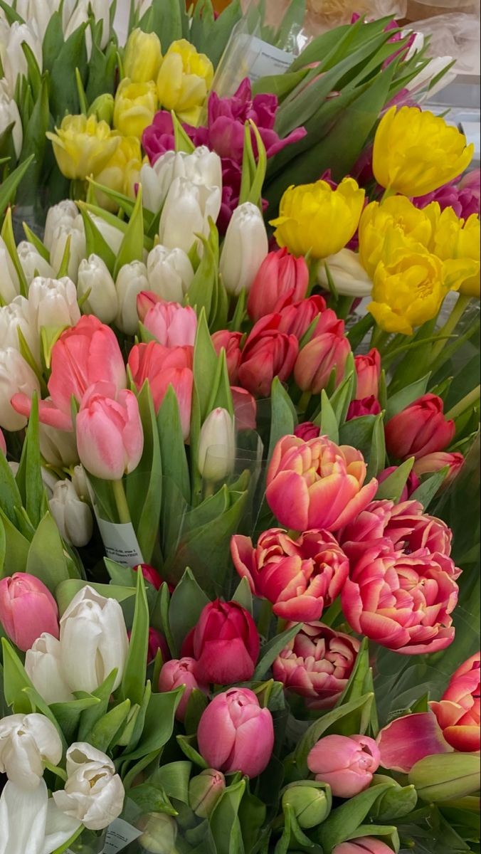 tulips.