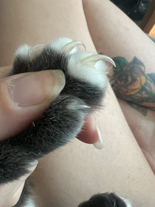 In good news, miss needle nails here let me cut her claws back and now we can cuddle! 🥰🐈&zwj;⬛ https://t<a href="/tag/throwback"class="tags"><span>#throwback</span></a>