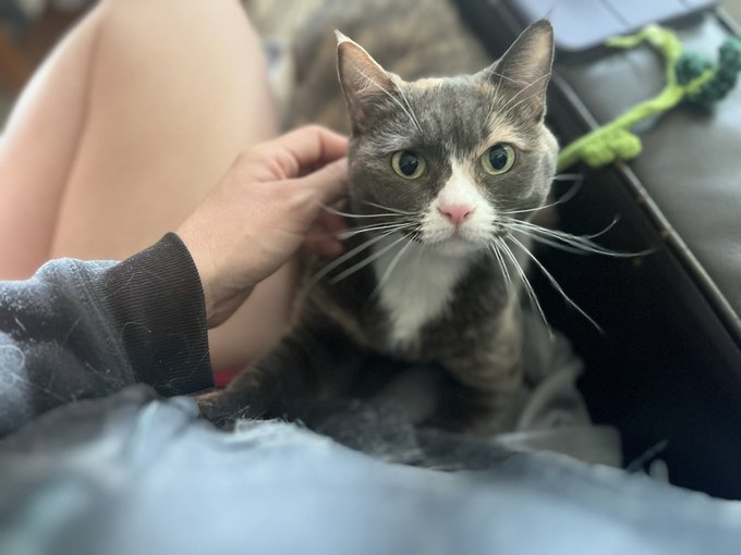 In good news, miss needle nails here let me cut her claws back and now we can cuddle! 🥰🐈&zwj;⬛ https://t<a href="/tag/throwback"class="tags"><span>#throwback</span></a>