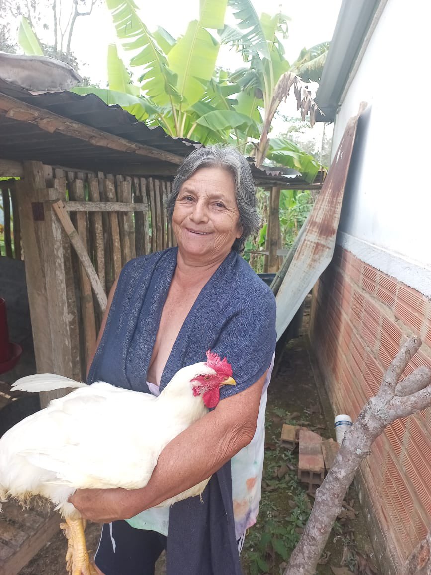 URestitucion's tweet photo. #Domingo🌤️| Desde La Palma🌴, #Cundinamarca, la beneficiaria Ana Yamile Romero, nos presenta uno de sus pollos de engorde🐓 #FrutoDeLaRestitución y fuente de sus ingresos, ahora que volvió a su predio restituido. @jmojicaflorez
@SecGobCundi 
@MinAgricultura
@alcaldialapalma https://t.co/ctyKR2ma7D