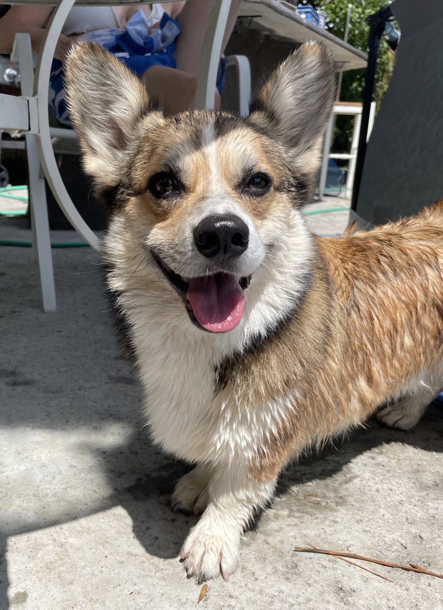 My Dado says I am a good swimmer.  He has helped me get better &amp; less afraid of the water. 

#CorgiCrew