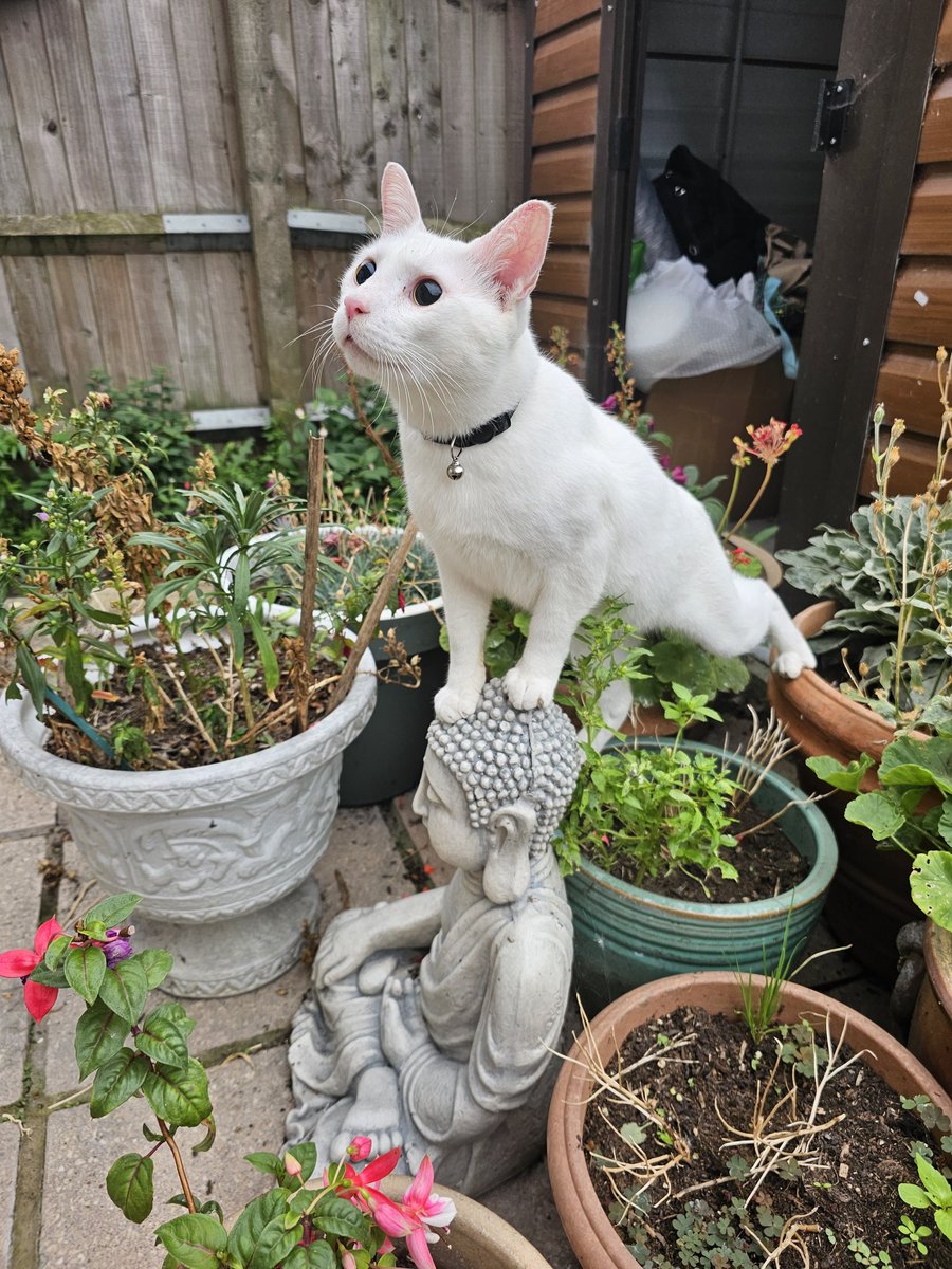 tws_pk2's tweet image. Sadly Blink is still on the lookout for his forever home. He&apos;s deaf and blind and needs a patient caring home. He loves the outdoors so a catio would be amazing. Surely there must be one home out there who could offer this boy the life he so deserves. Help Blink find his home 🙏🏼