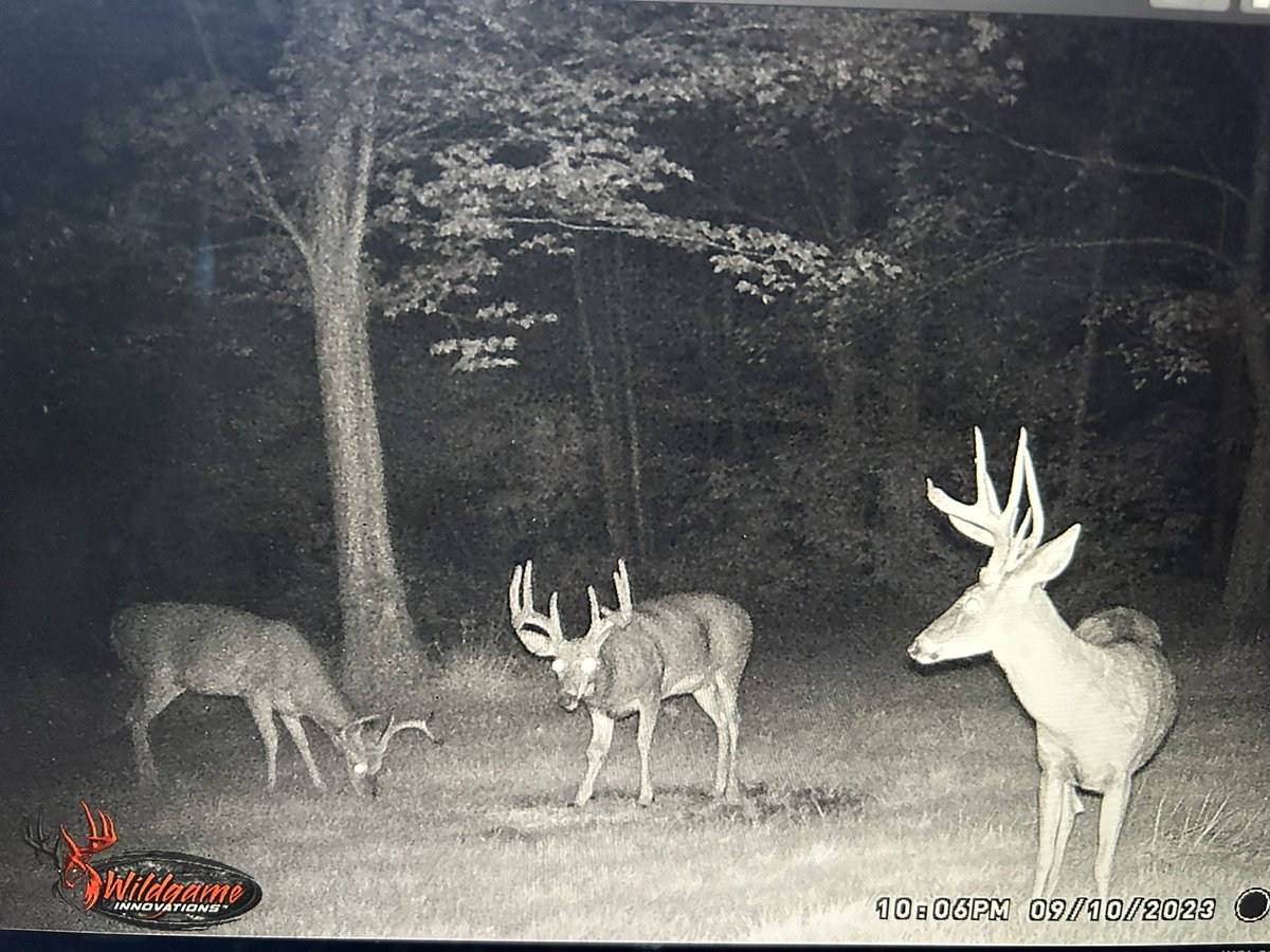 jpierceburton's tweet photo. 13 days til arrows can fly in OH. LFG!!! @BucksofOhio @NXTLevelDeer @Hunt_to_Eat @BoogerBottom @OhioHuntNFish #ohioarchery #droptine #hunt2eat https://t.co/uoWexYM92i