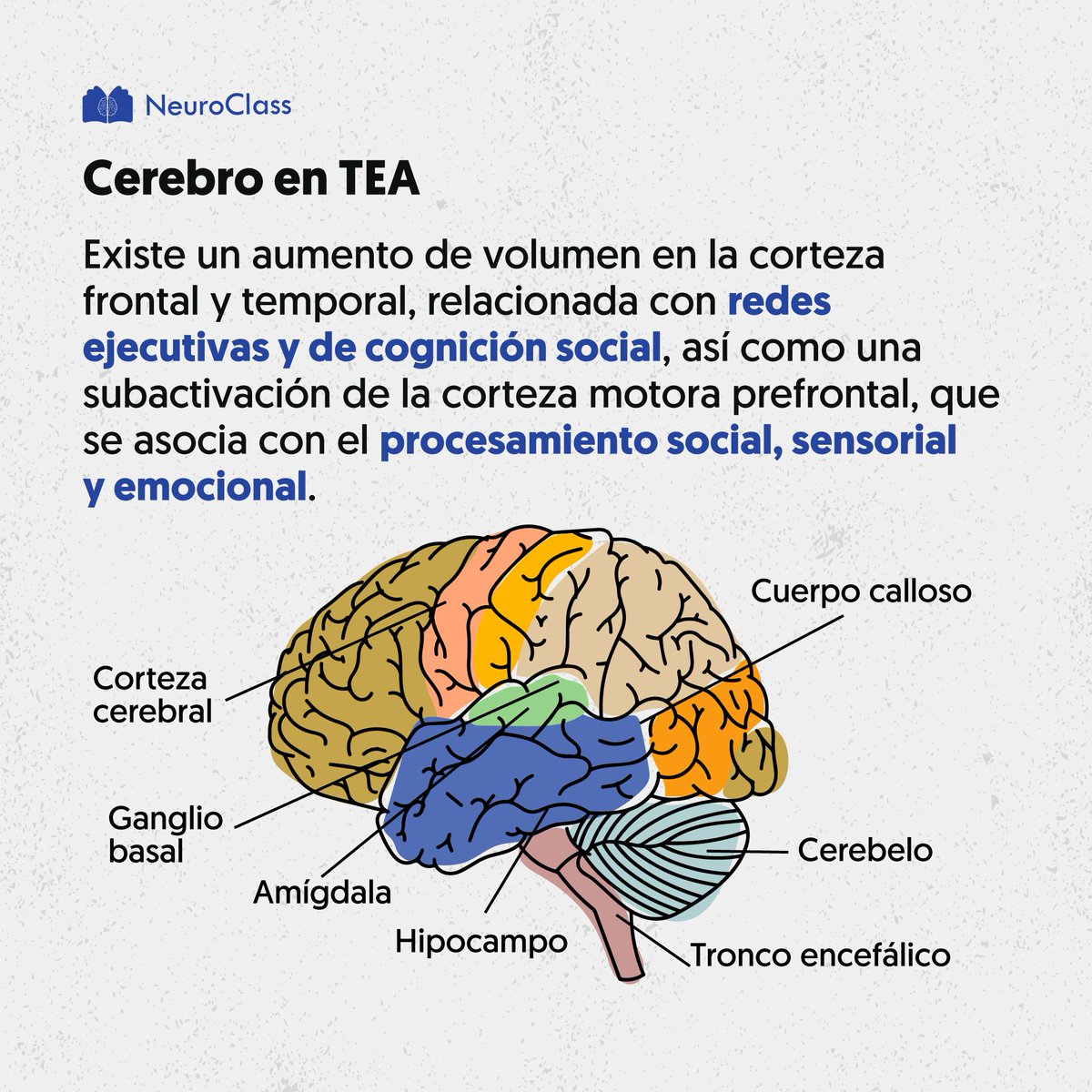 neuroclass1's tweet image. Características del TEA a nivel cognitivo, estas pueden variar a medida que se avanza año a año en su investigación💡