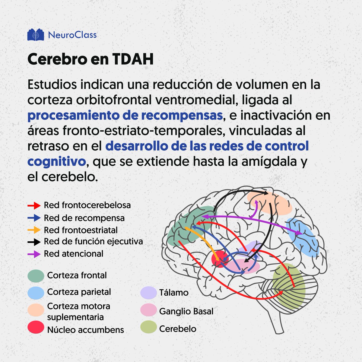 neuroclass1's tweet image. Características del TDAH a nivel cognitivo con lo que respecta a lo estructural y funcional🧠