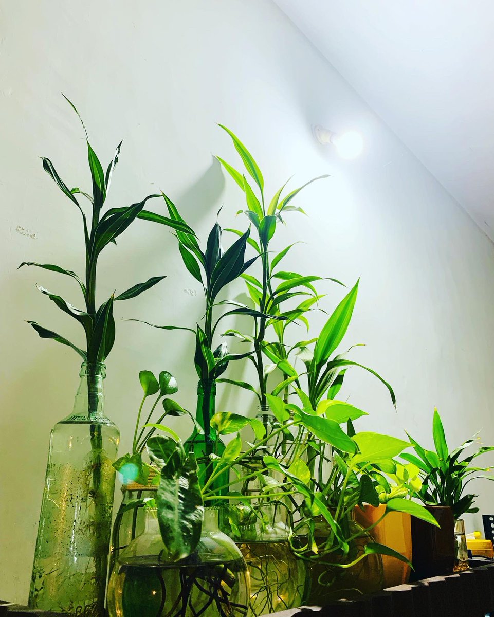 Arunji_Official's tweet photo. In the garden of literature, books are the blooming flowers of wisdom.” 🌿

 🌱 #BookishGarden #GreenReading #PlantYourStory #NatureAndNovels #ReadToBloom https://t.co/vNP8wNXzPy