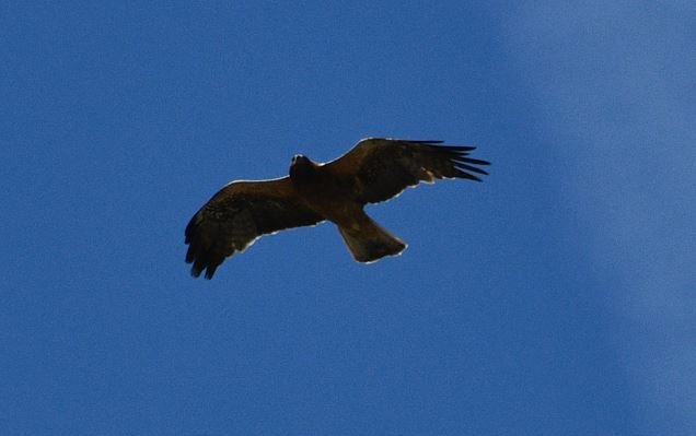 Marc_Slates's tweet photo. @AlanDaviesbirds Hi Alan, hope you’re having a great Sunday. Just wanted to borrow your expertise, was in the South of Spain a few weeks ago and saw a large raptor, circling very high. Unable to get a decent pick, but maybe you can help ID it? https://t.co/MgAm0WzReT