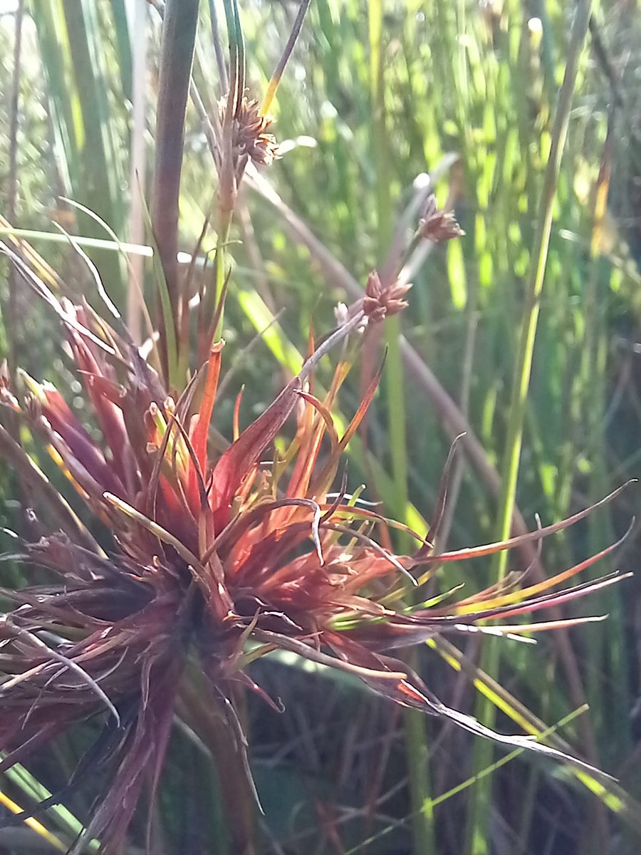 Neil Forbes tweet media