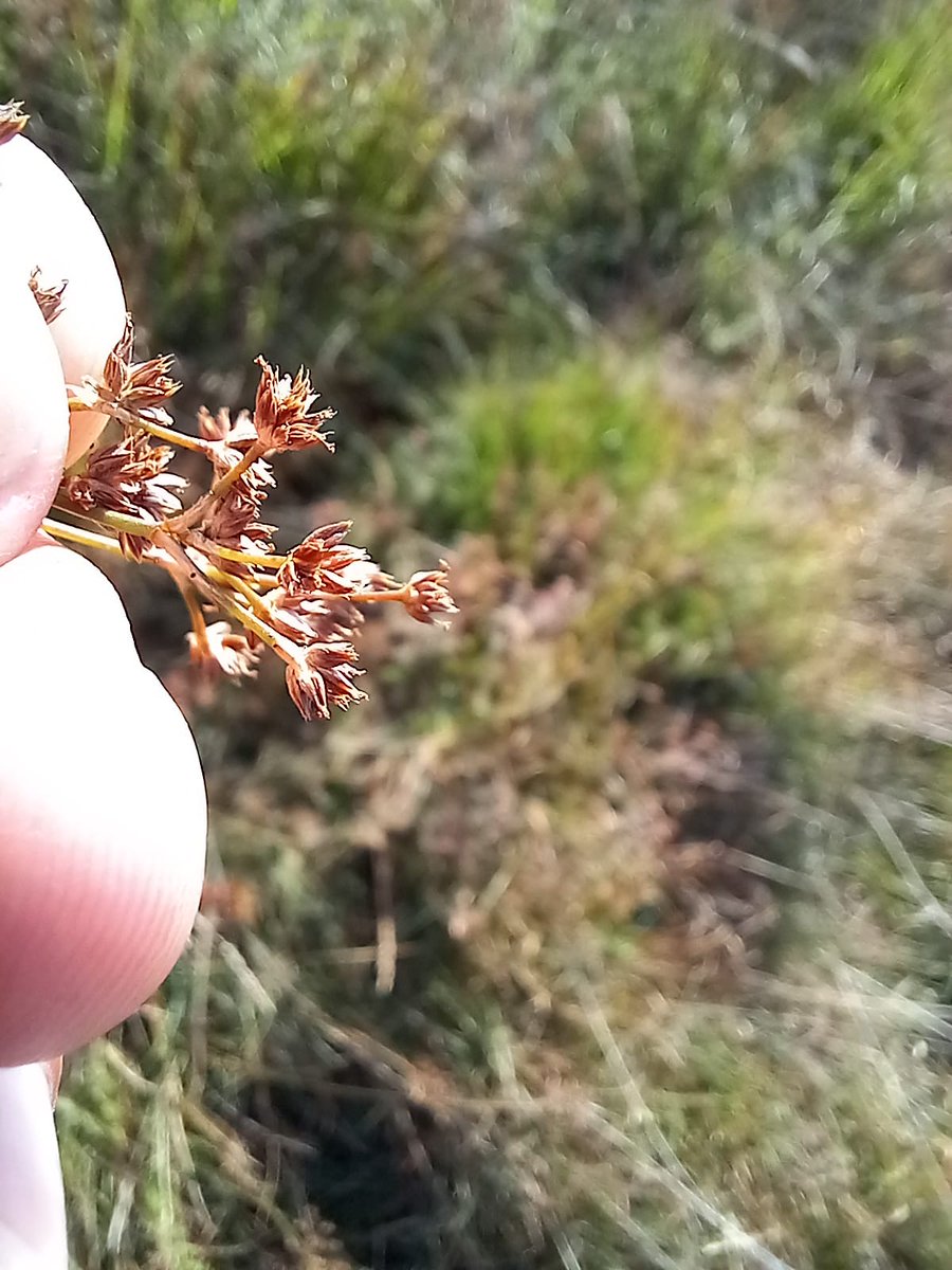Following on from last week's proliferous Jointed Rush, I came across this crazy growth form of the closely related Sharp-flowered Rush, J. acutiflorus near High Dam, #Cumbria . I've been reliably informed that this example is caused by a plant louse Livia junci.
#wildflowerhour