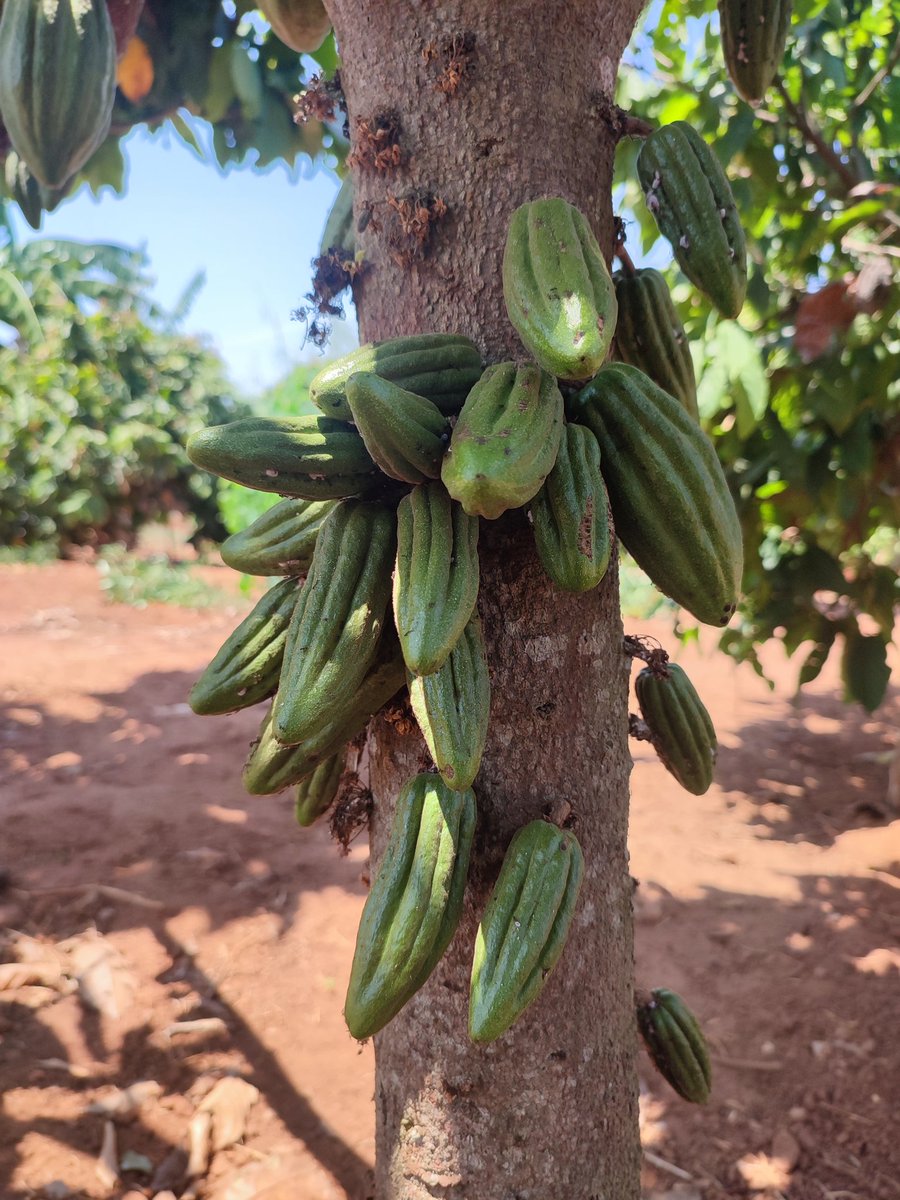 misswezwez's tweet photo. A weekend of cross border cocoa/chocolate exchange with @SocialNaomi of @LivyAfrica
🇲🇼x🇹🇿
💯🌳🍫
Great conversations on building full circle cocoa value addition businesses on the continent.
#cocoa #cacao #chocolate #agribusiness #ecotourism #foodexperiences #travel #AfCFTA https://t.co/x1Akm4MTpE