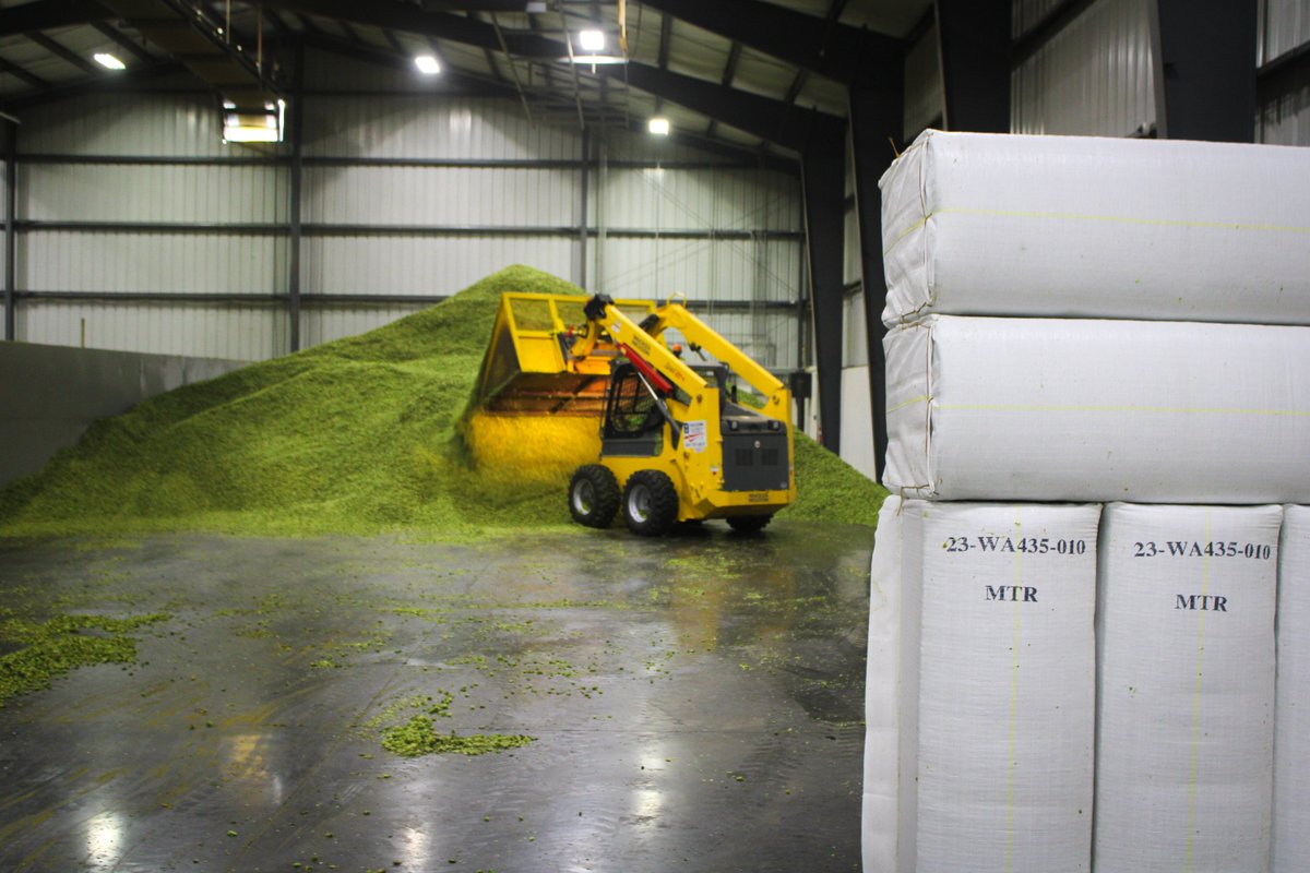 The skid steer is working overtime getting all this Mt. Rainier moved and ready to be baled! Our dedicated team has worked tirelessly to bring you the finest hops for your favorite brews. The aroma in the conditioning room is simply intoxicating! 🍻