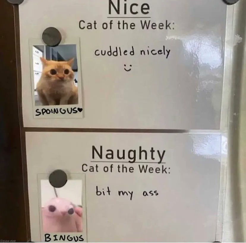ShouldHaveCat's tweet photo. https://t.co/OuOfNS9XYz