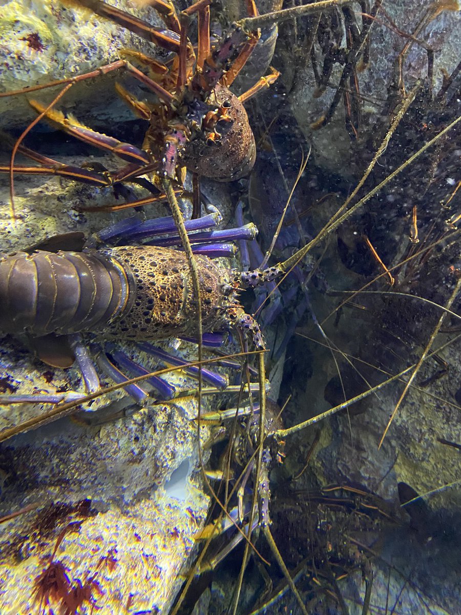 you13002's tweet photo. 「生きたいように
今日を生きるさ」
今日は海老の日
海老問屋毎味水産が制定
毎年の敬老の日=海老の日だそう。
「海の翁」海老
健康と長寿を祈念し私も海老をいただくことにします。🦐
「海老同穴」
老婆もロスタイムの先に
「そして
愛しい君を
ぎゅっと抱きしめる」
#losstime
#MrChildren https://t.co/yQ897TnO71