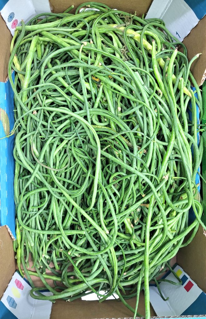 NogaCaspi's tweet photo. #GreenLubia

Unbelievably long beans🫛🫘 (compared to the average  📷👇)

It can be obtained during a very short season and is typical for serving as a dish during the Tishrei holidays (#RoshHashanah and #Sukkot). 

#Agriculture
#Nature💚
#Food

#AbuGosh🇮🇱  #ابو_غوش https://t.co/8fEB1vDqGJ