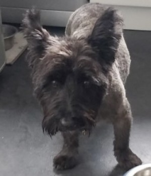 millypod1's tweet photo. FLYNN HOME SAFE. THANKS FOR RT's 😊🐕🐾
🆘15 SEPT 2023 #Lost FLYNN #Tagged
OLDER Black /Brown Scottish Terrier Male
Front deformed leg.
Kessingland Beach area #Suffolk #NR33 https://t.co/Wc2uNiwPPS https://t.co/nNa0DxhXrV