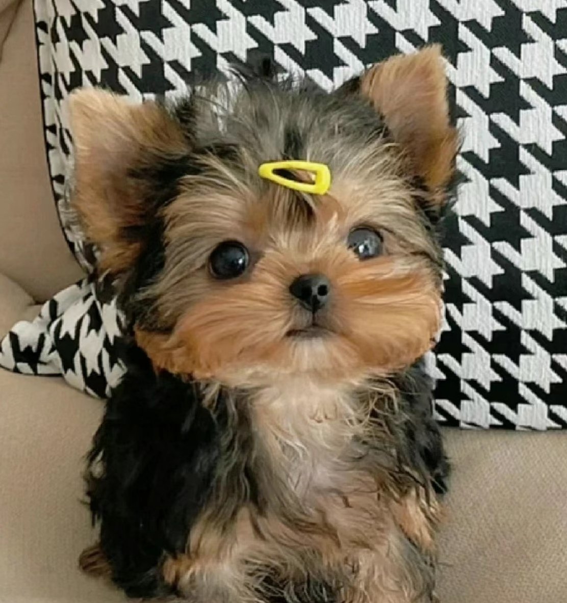 Too cute puppy 🥰💗🥰