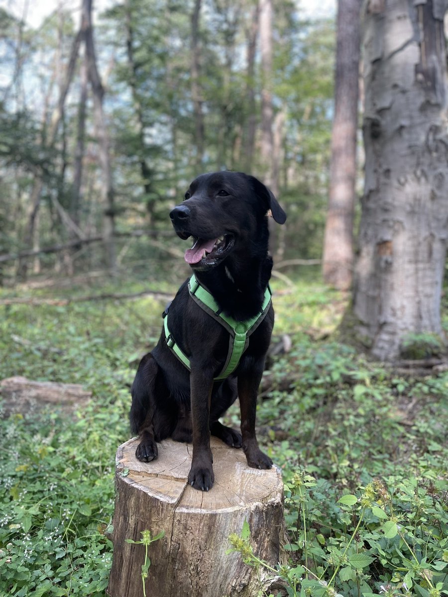 Liebes #Twitterrudel, wir haben jetzt auch ein wenig Ruhe gebraucht um uns zu sortieren. Wir sind froh <a href="/Ben_Bombadil/">Ben am ewigen Glitzerwasser 🌈🖤</a>, LM und BM kennengelernt haben zu dürfen und ihr gemeinsamer Weg verändert den Blick auf manche Dinge. Und - #Twitterrudel ihr seid die besten 🫶❣️