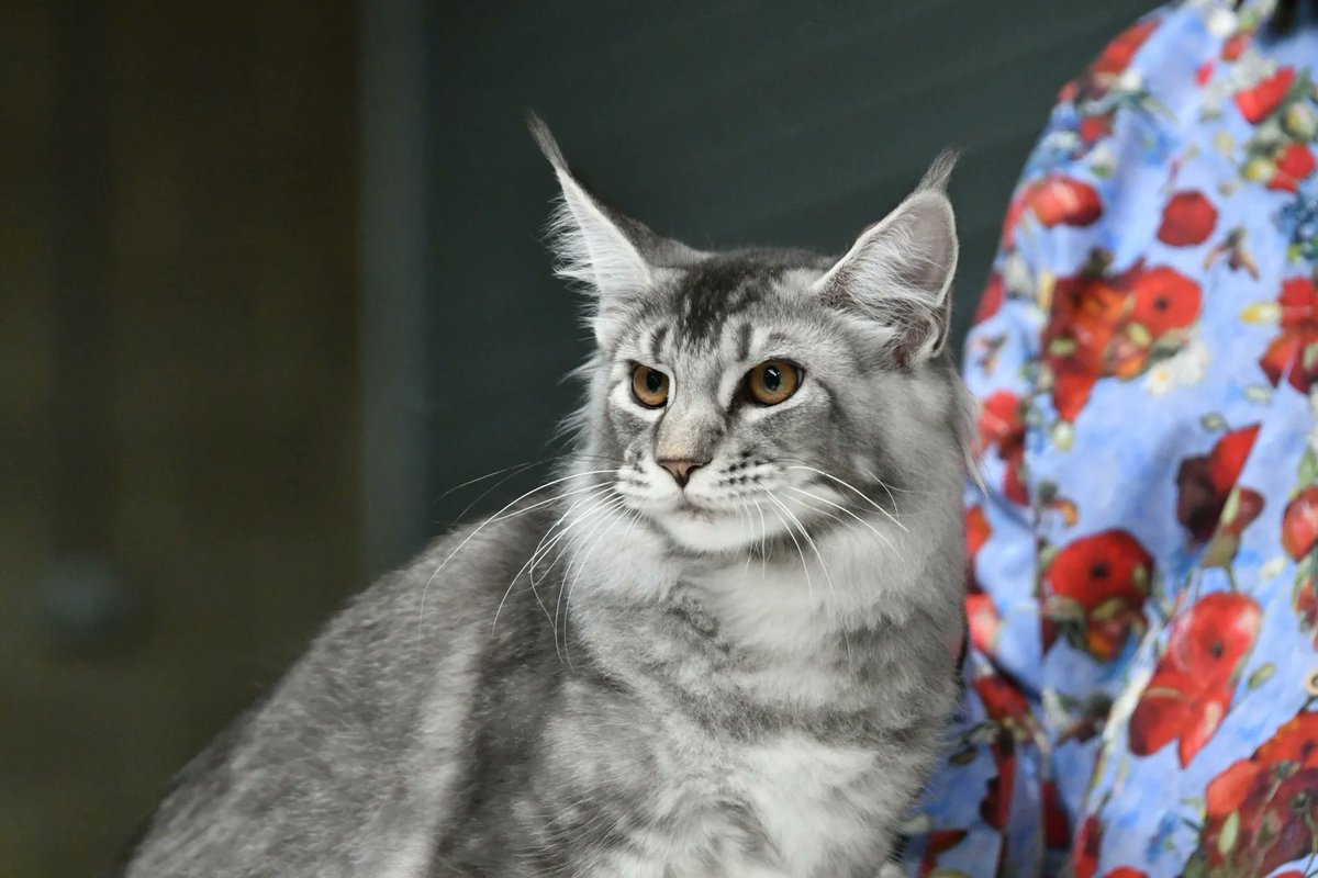 LCWWGroup's tweet image. 🐱😻 Hey Boston! 😻🐱
Are you ready for a purr-fectly delightful weekend? 🌟🎉 We've got something special in store for all you cat lovers out there! 🐾🏰 Get your tickets in advance to join us for a mesmerizing event!
🎟️ buff.ly/47UceRQ 

#bostoncats #catlovers