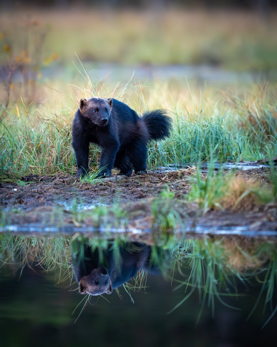 Paul Browning Photography (@paul__browning_) on Twitter photo Ever seen a Wolverine before?
I hadn’t until this week …
I’d describe it as a Pine Marten crossed with a Badger. Very cool!
#wildlifephotography #finland #wildlife
<a href="/NatGeoPhotos/">Nat Geo Photography</a> <a href="/WildlifeMag/">BBC Wildlife</a> #nature
#photography #sonyalpha Ever seen a Wolverine before?
I hadn’t until this week …
I’d describe it as a Pine Marten crossed with a Badger. Very cool!
#wildlifephotography #finland #wildlife
<a href="/NatGeoPhotos/">Nat Geo Photography</a> <a href="/WildlifeMag/">BBC Wildlife</a> #nature
#photography #sonyalpha