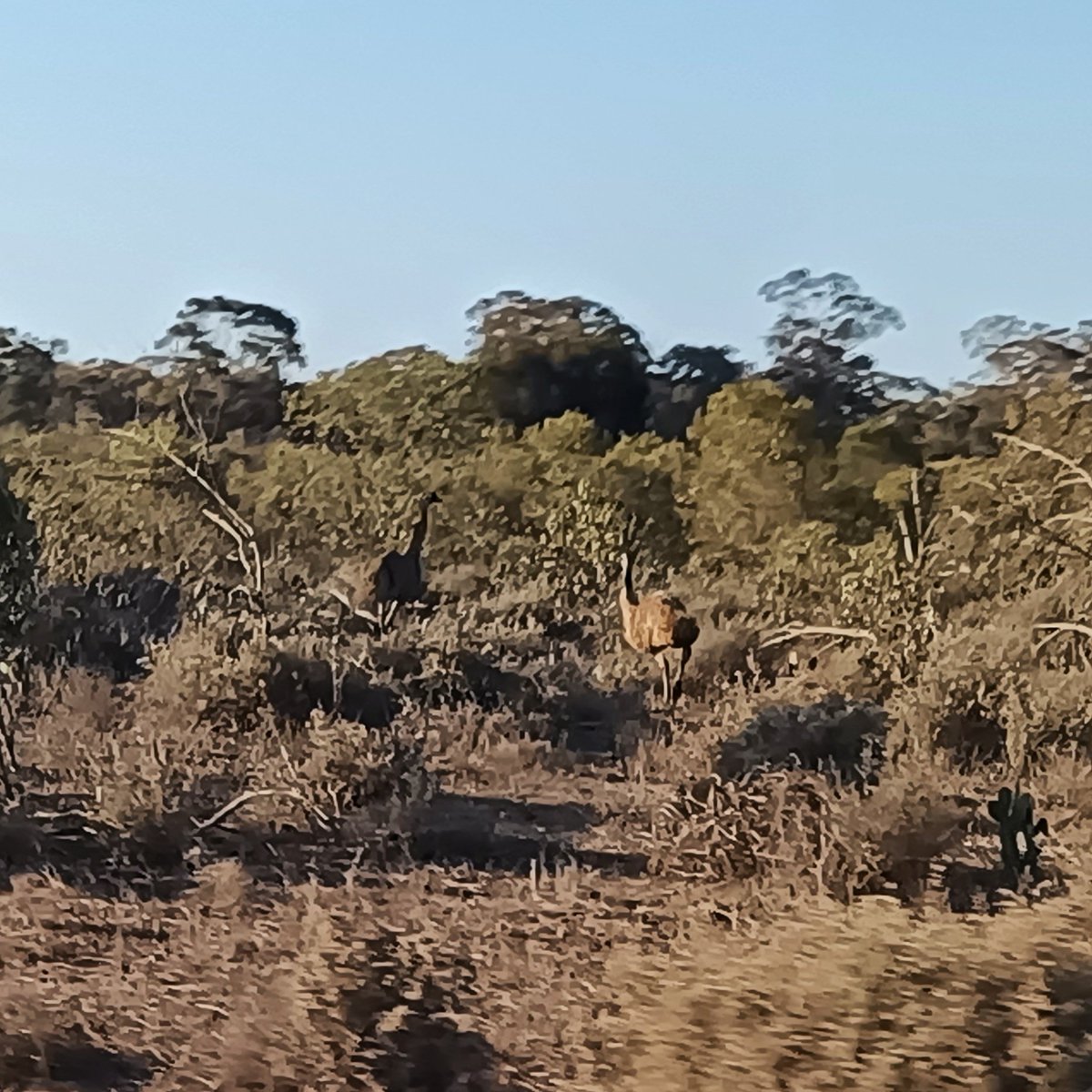 Saw a flock of wild #Emu today! Can't remember the last time I saw one in the wild

#Bush #OutBush #Outback #OutbackQLD #OutbackQueensland #Tara #Dalby #QLD #BirdPhotography #AussieBirds