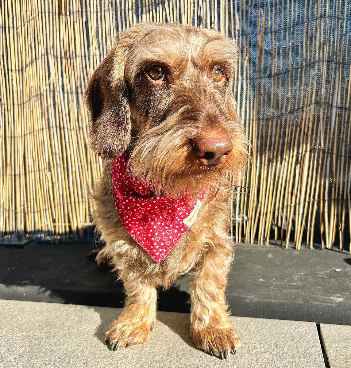 pettsie_com's tweet image. Spreading love, one paw at a time! 💕🐾

Our furry friend is looking pawsitively adorable in their Pettsie dog collar with a heart-patterned bandana. 🐶✨

#PuppyLove #HeartfeltStyle #heartpattern #heartbandana #pettsie #dogbandanas #dogbandana